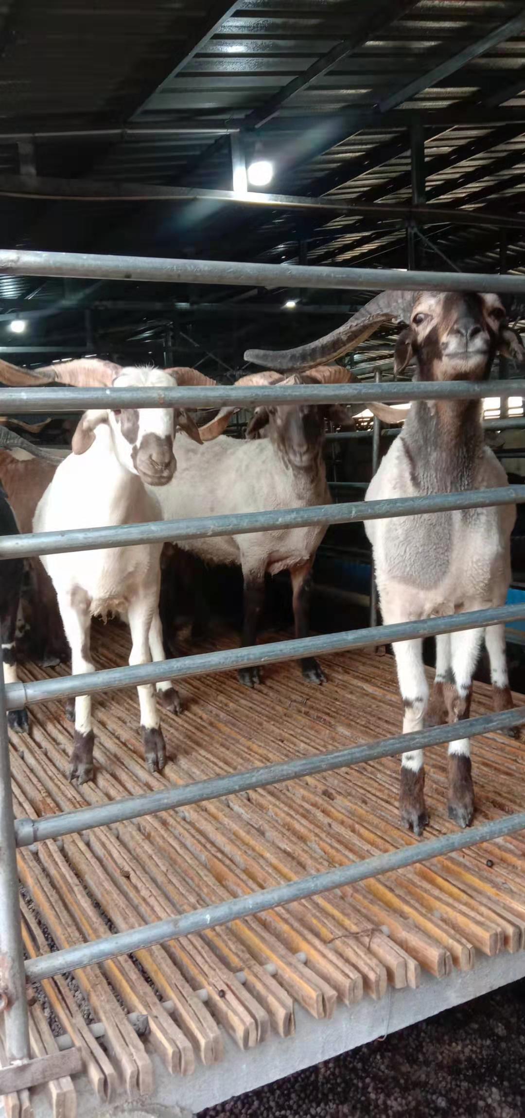 商丘小地磅 小地磅廠家